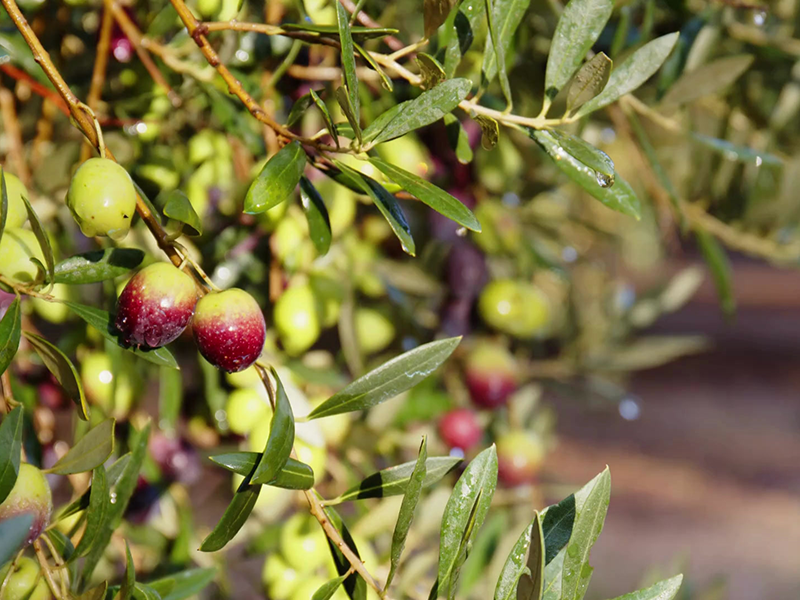 Cabildo - Olivos del Napostá - (10)