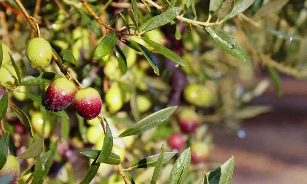 Cabildo - Olivos del Napostá - (10)
