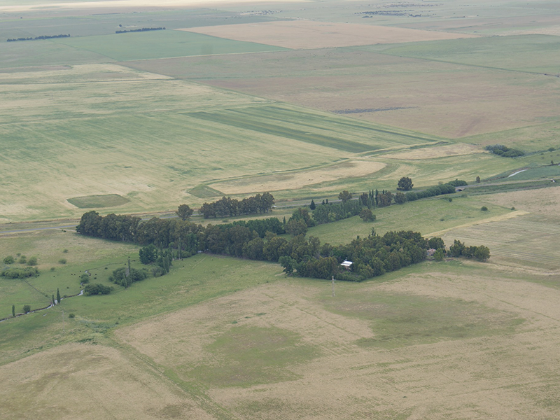 Cabildo - Olivos del Napostá - (12)