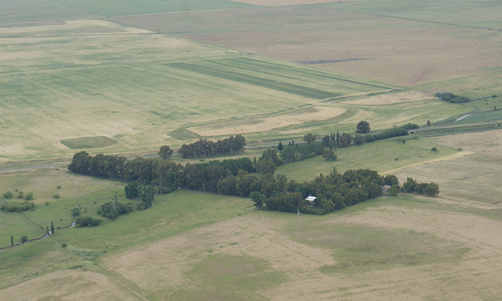 Cabildo - Olivos del Napostá - (12)