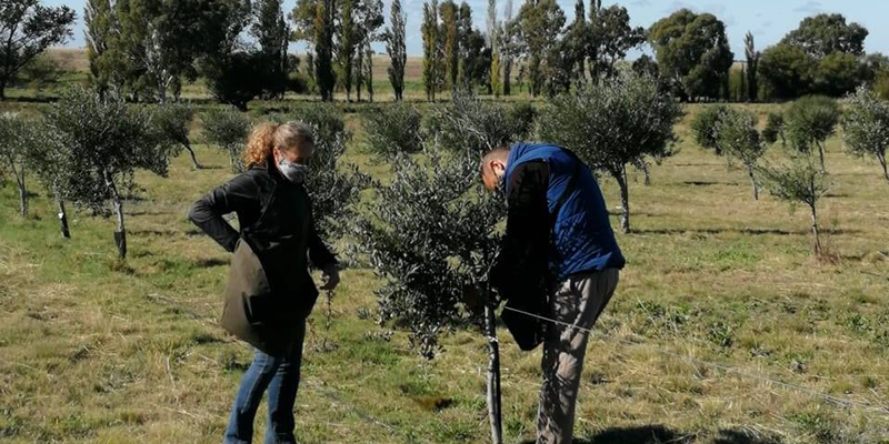 Cabildo - Olivos del Napostá - (13)