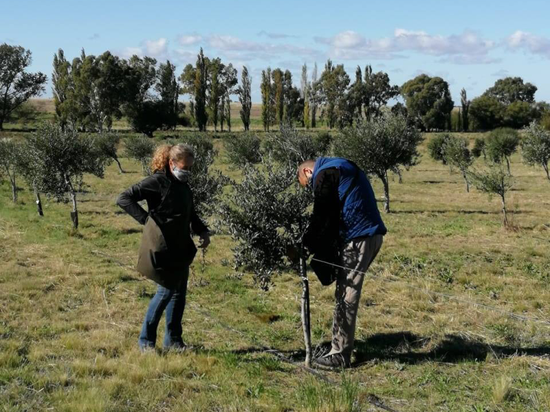 Cabildo - Olivos del Napostá - (13)