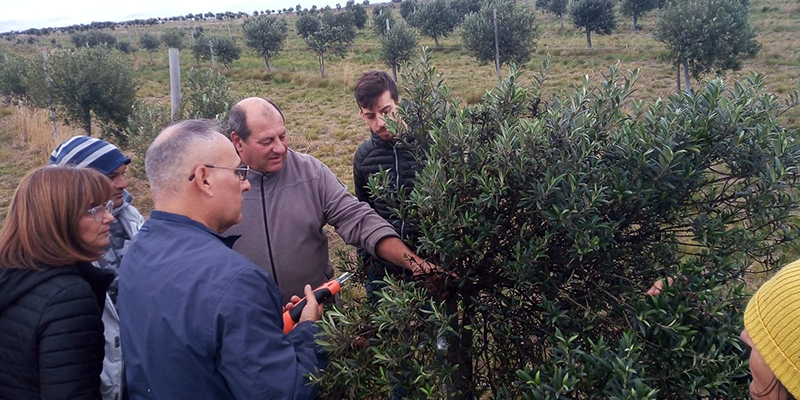 Cabildo - Olivos del Napostá - (16)