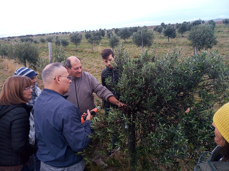 Cabildo - Olivos del Napostá - (16)
