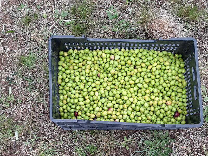 Cabildo - Olivos del Napostá - (19)