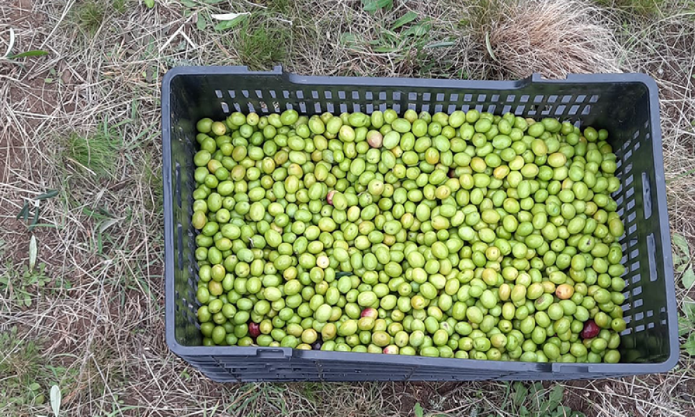 Cabildo - Olivos del Napostá - (19)