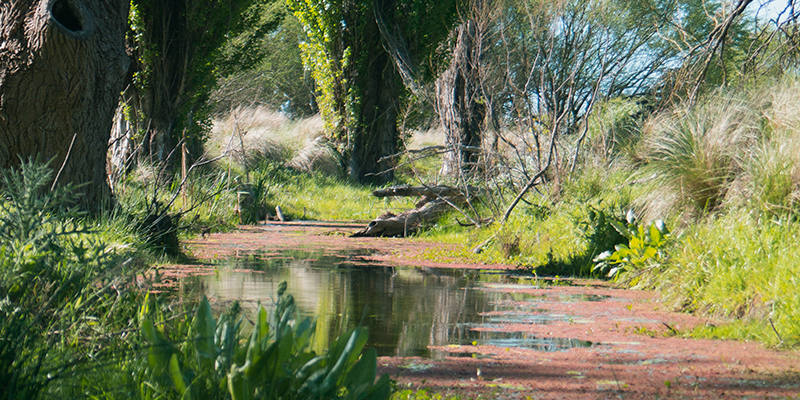 Cabildo - Olivos del Napostá - (2)