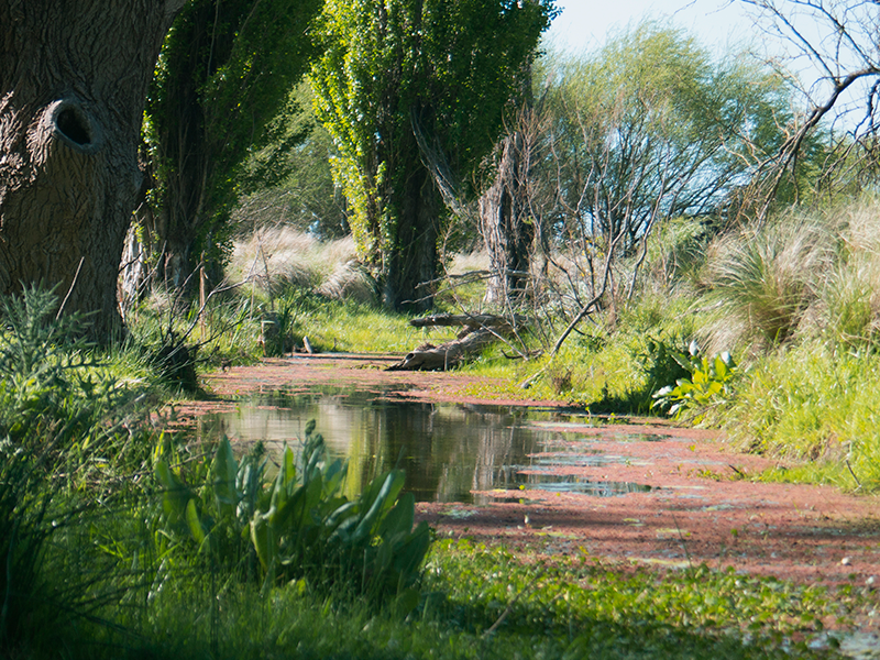 Cabildo - Olivos del Napostá - (2)