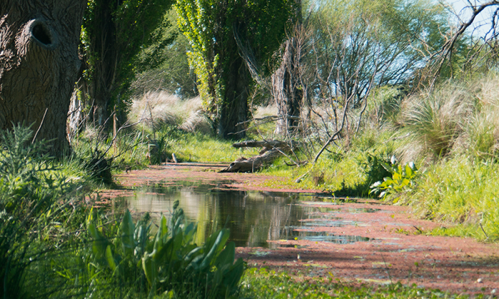 Cabildo - Olivos del Napostá - (2)