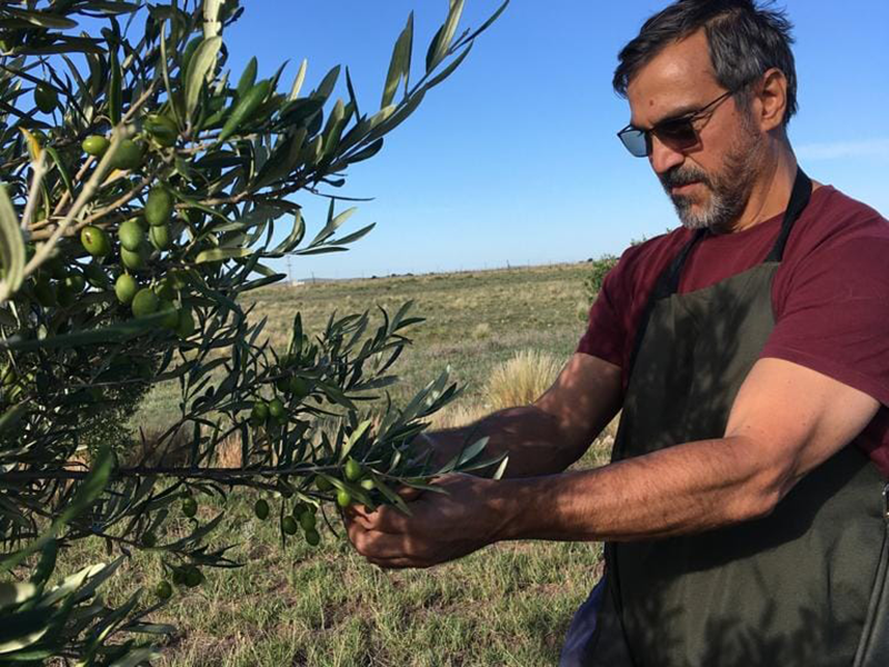 Cabildo - Olivos del Napostá - (20)
