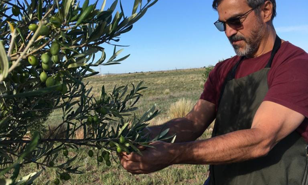 Cabildo - Olivos del Napostá - (20)