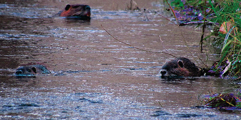 Cabildo - Olivos del Napostá - (3)