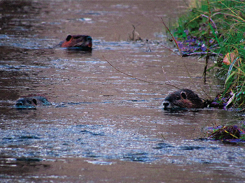 Cabildo - Olivos del Napostá - (3)