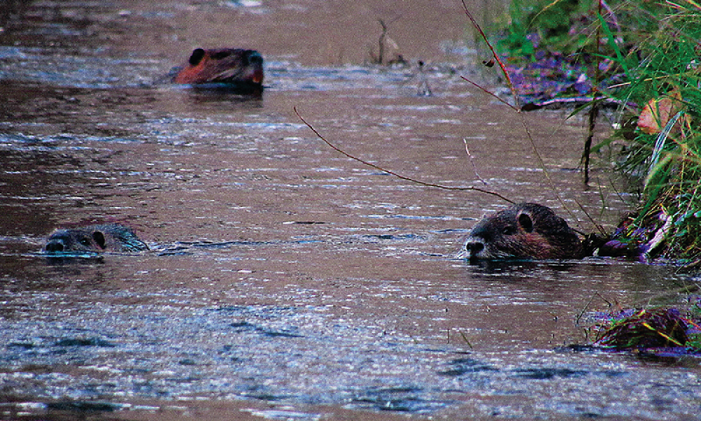 Cabildo - Olivos del Napostá - (3)
