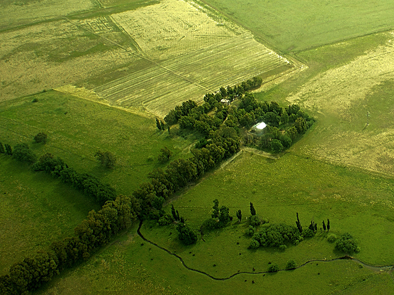 Cabildo - Olivos del Napostá - (5)