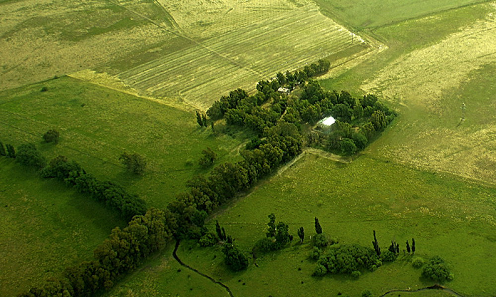 Cabildo - Olivos del Napostá - (5)