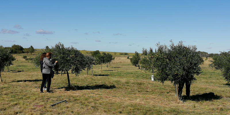 Cabildo - Olivos del Napostá - (6)