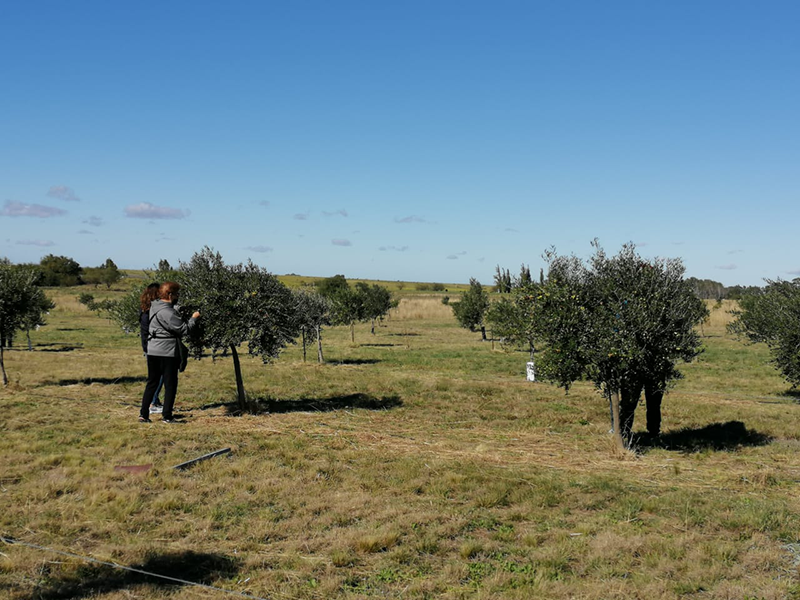 Cabildo - Olivos del Napostá - (6)