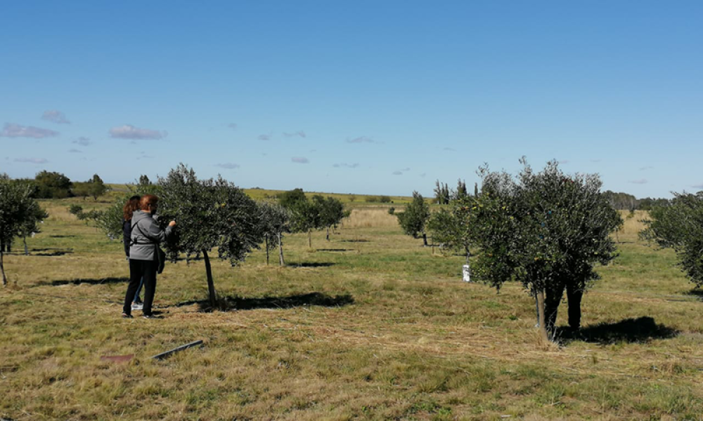 Cabildo - Olivos del Napostá - (6)