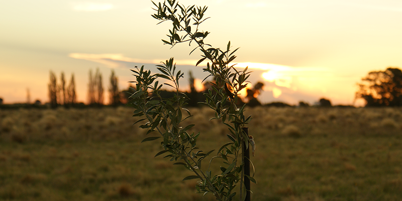 Cabildo - Olivos del Napostá - (8)
