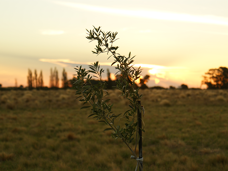 Cabildo - Olivos del Napostá - (8)