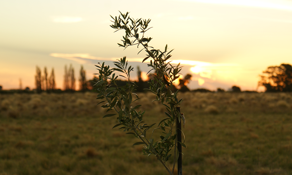 Cabildo - Olivos del Napostá - (8)