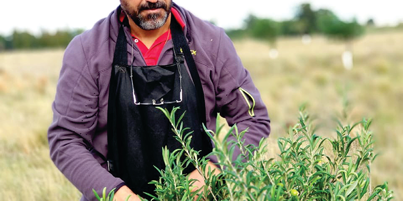 Cabildo - Olivos del Napostá - (9)