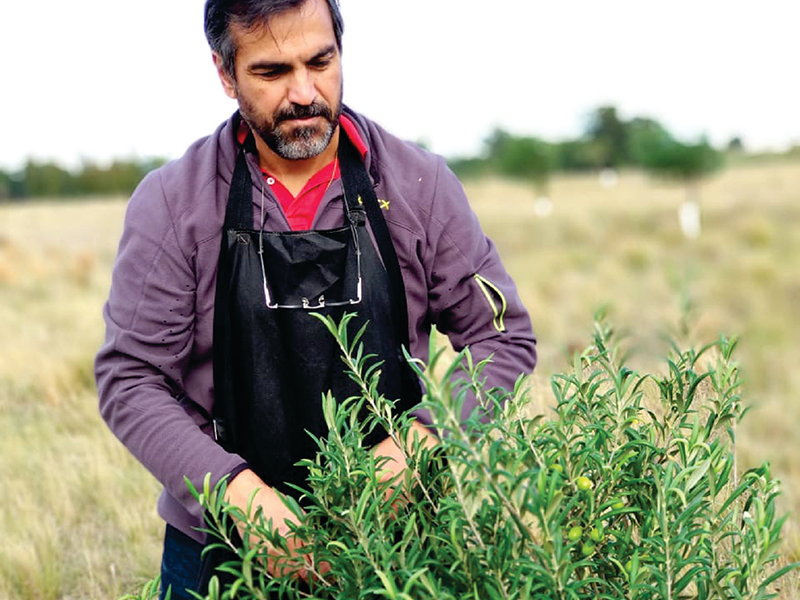 Cabildo - Olivos del Napostá - (9)