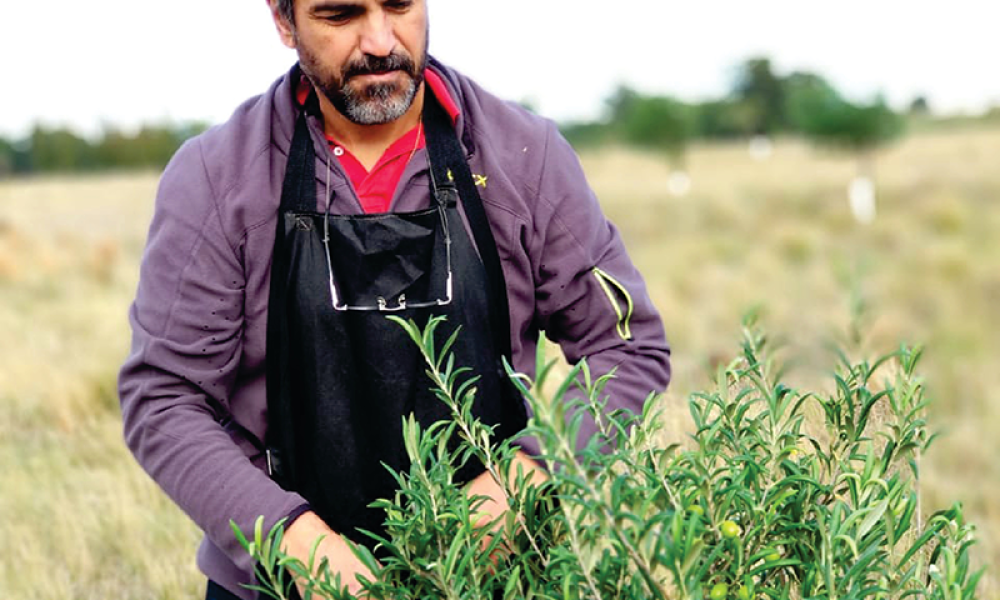 Cabildo - Olivos del Napostá - (9)