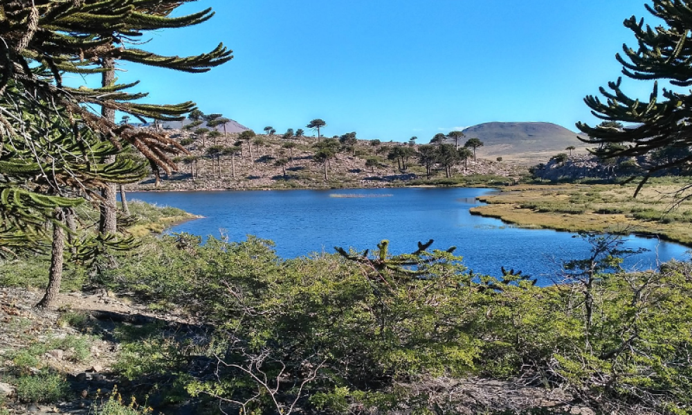 Caviahue - Copahue (40)
